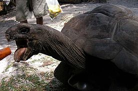 1. Riesenschildkröte die schiefe "Cobra"