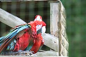 Fotos: Papageien im Parc des Marmelles