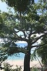 Baum am Strand Anse du Four auf Martinique