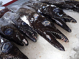 Foto: Degenfisch im Mercado dos Lavradores auf Madeira