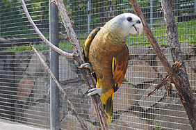 Foto: Die Königsamazone - der Nationalvogel von St. Vincent.