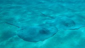 Foto: Unterwasserbilder vor Warderick Wells - Bahamas