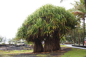 Foto: Massiver Baum im Liliuokalani Gardens auf Big Island.